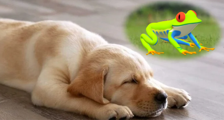 bessie dreaming of her frog prince.PNG