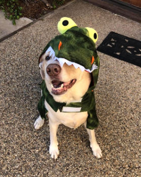 hoku in alligator costume.PNG