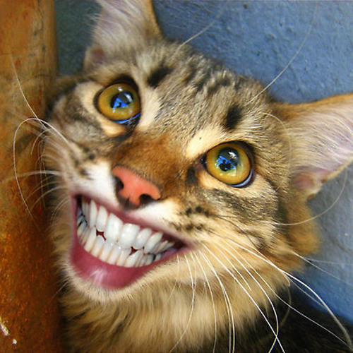 cat with teeth.jpg