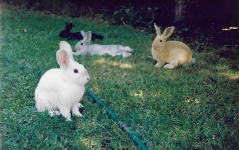 bessies bunnies.PNG